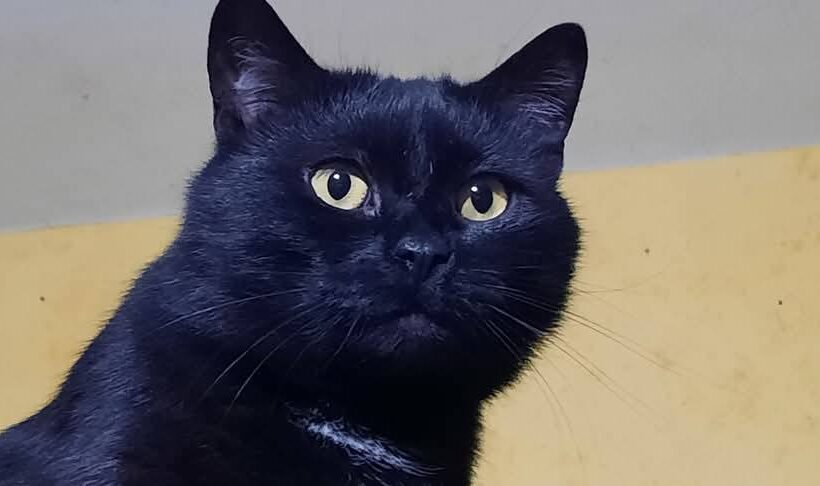 BELLATRIX