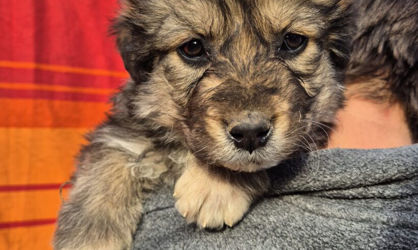 REMUS