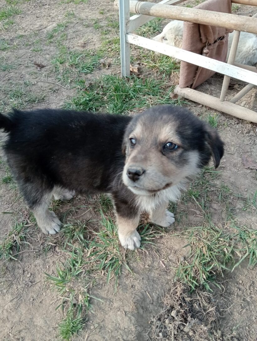 MILI