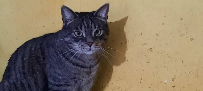 ALFRED