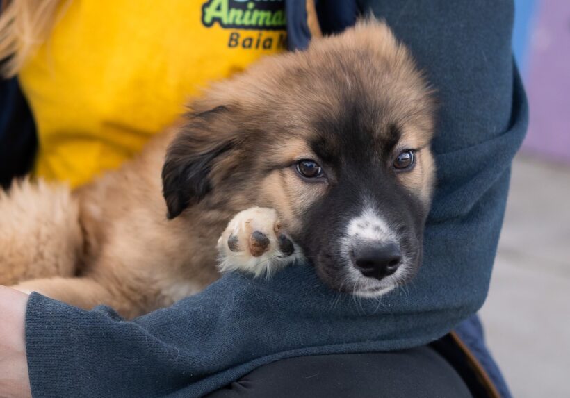 LOKI