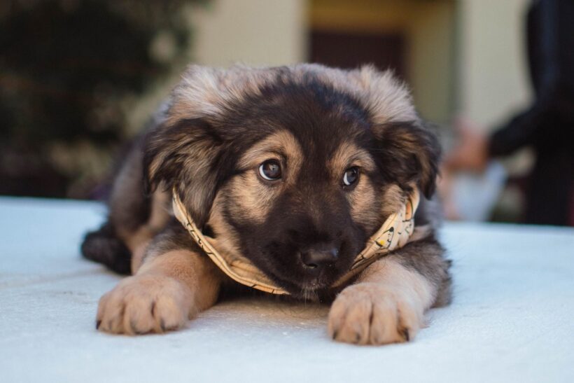 ODIN