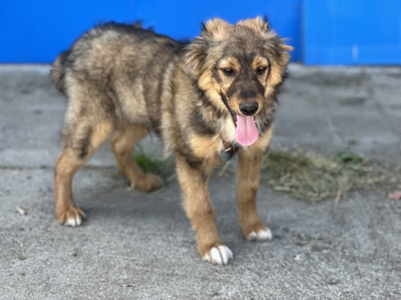 BOSCO