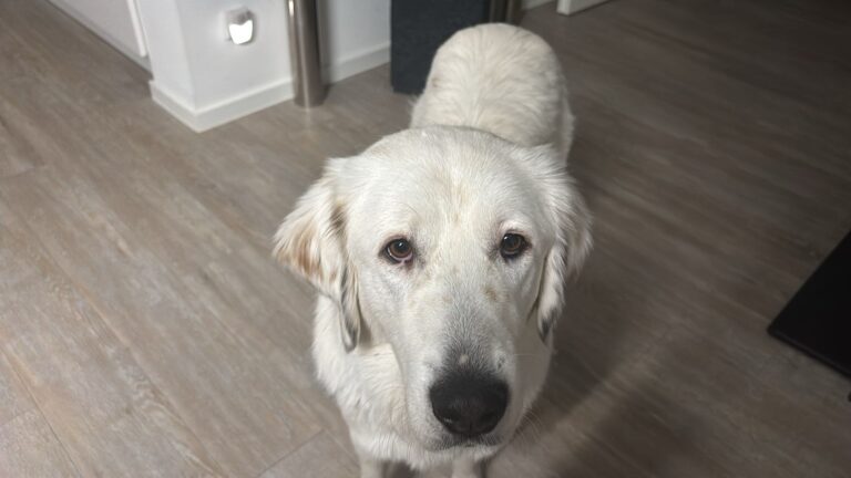 4dfce11c-8ee1-4694-b8ab-1957aa9eca36