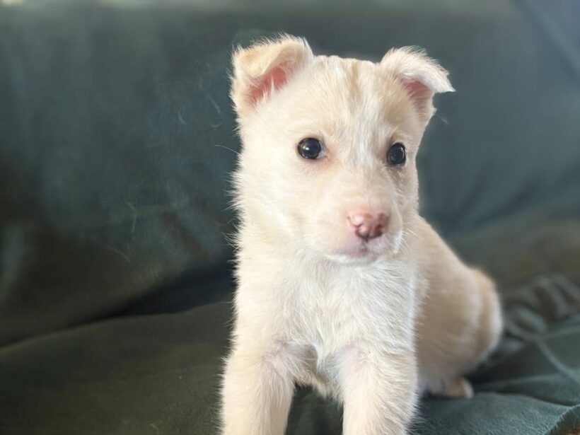 ANGEL