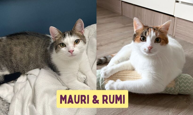 MAURI&RUMI