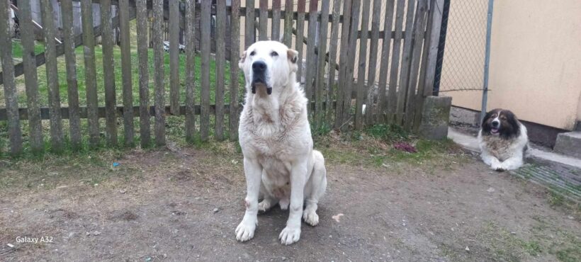 HUGO