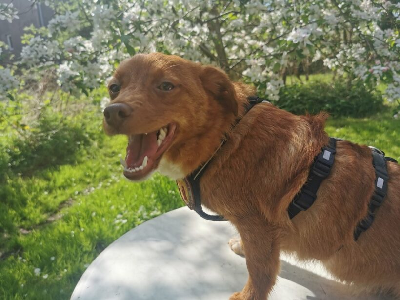 XAVIER