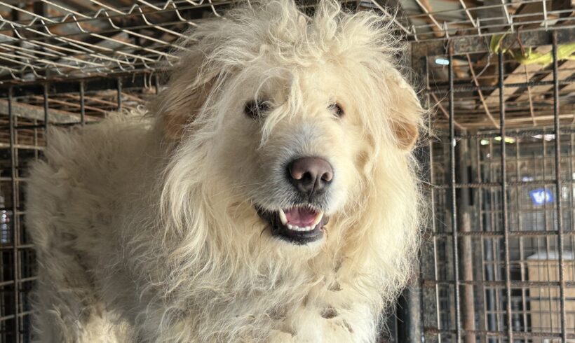 FLUFFY