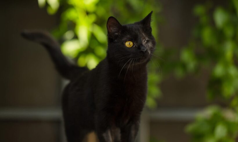 FEMI