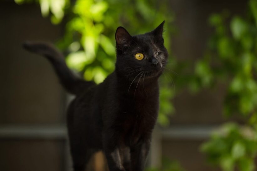 FEMI