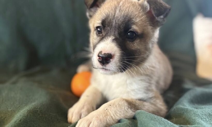 LITTLE LILLY