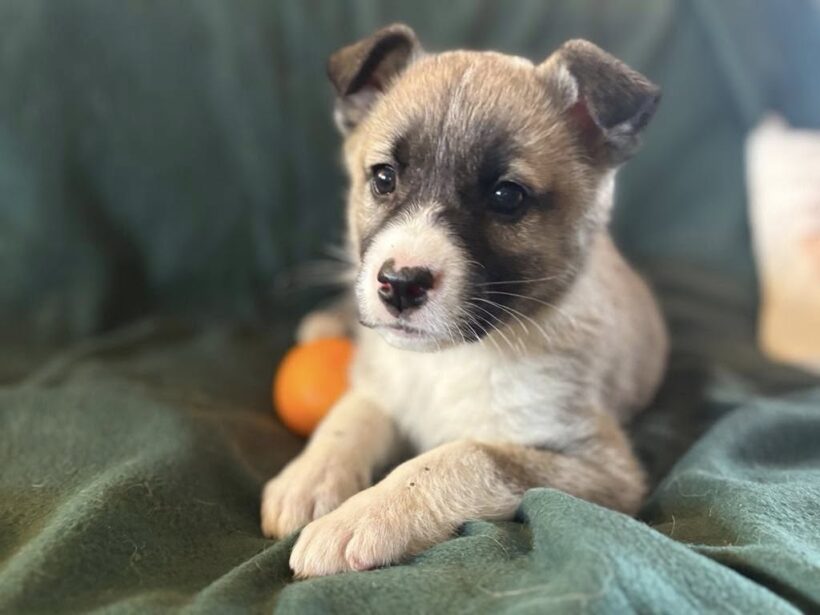 LITTLE LILLY