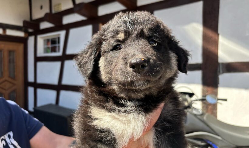 OTTO