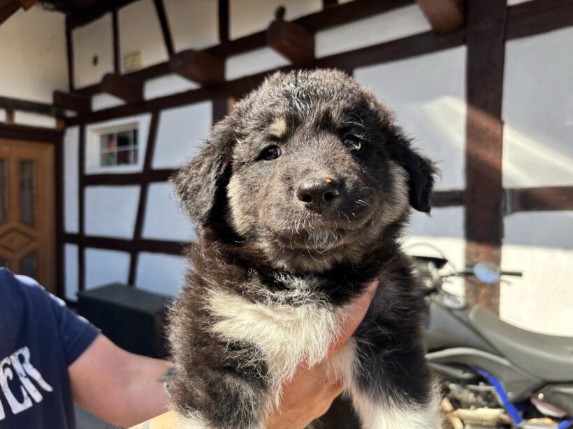 OTTO