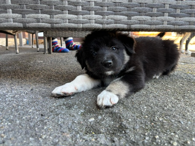JACK