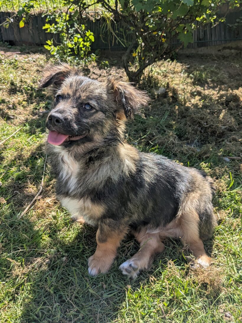 SID