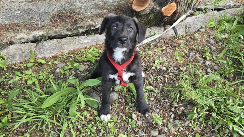 FLOH