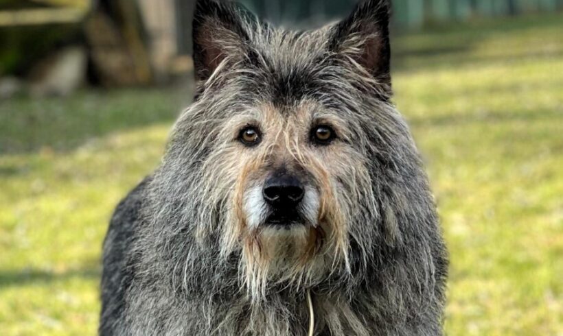 Unser Glücksherz, Checker 🍀❤️