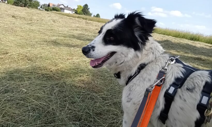 BERTI