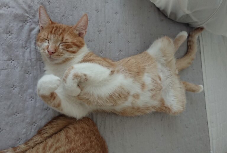 bca1359a2abf06c090a9d2d344b093be