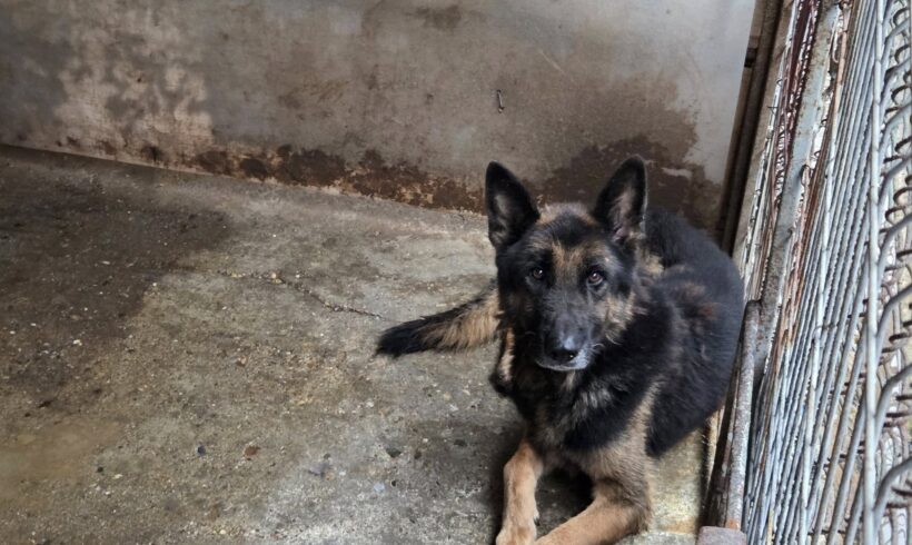 AXEL