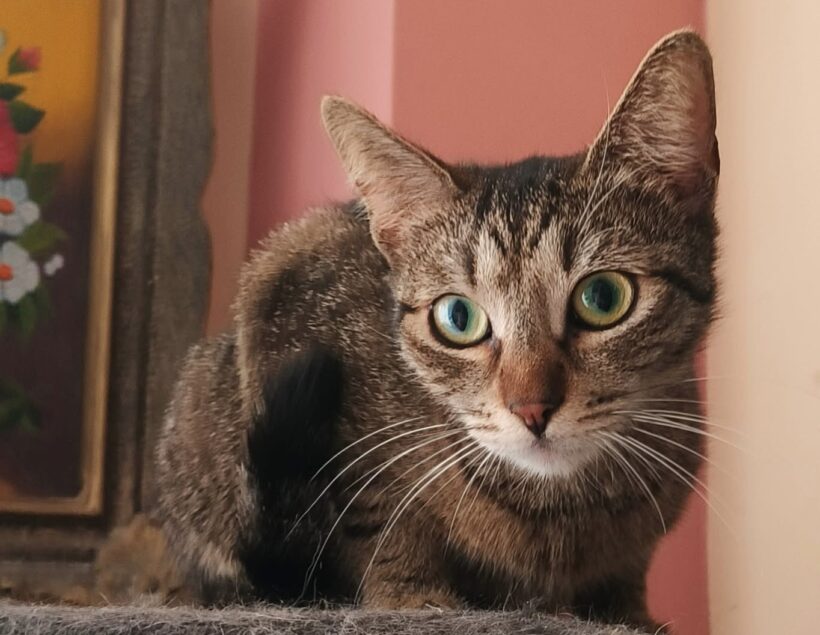 FRIDA