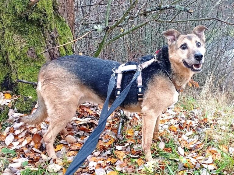 Susa draußen 11 25 (3)