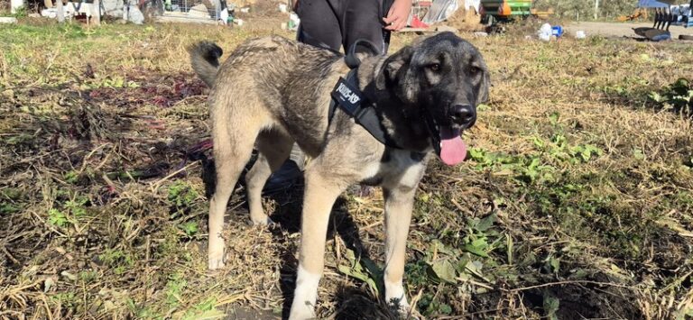 f18747c1-1065-4442-90db-9a2db26d1b5f