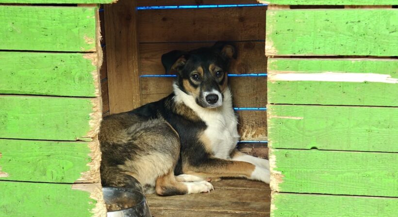 AMICA – reserviert