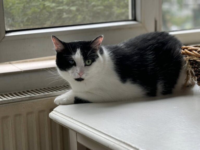 532196845_1103654238390725_6185137323426779148_n