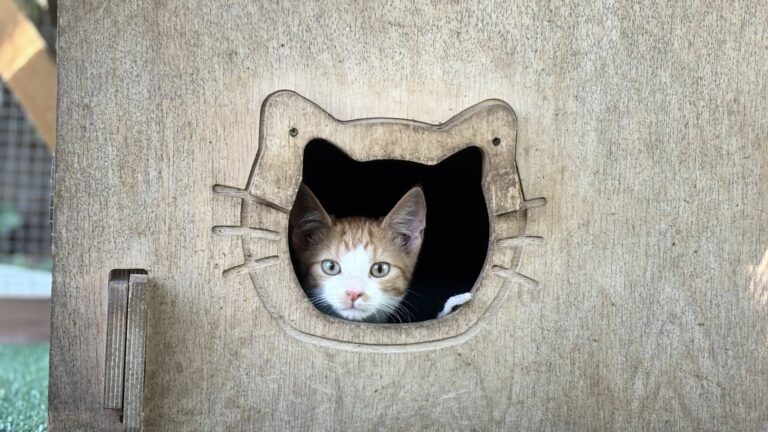 533743276_24755263377404938_3654191877739391686_n