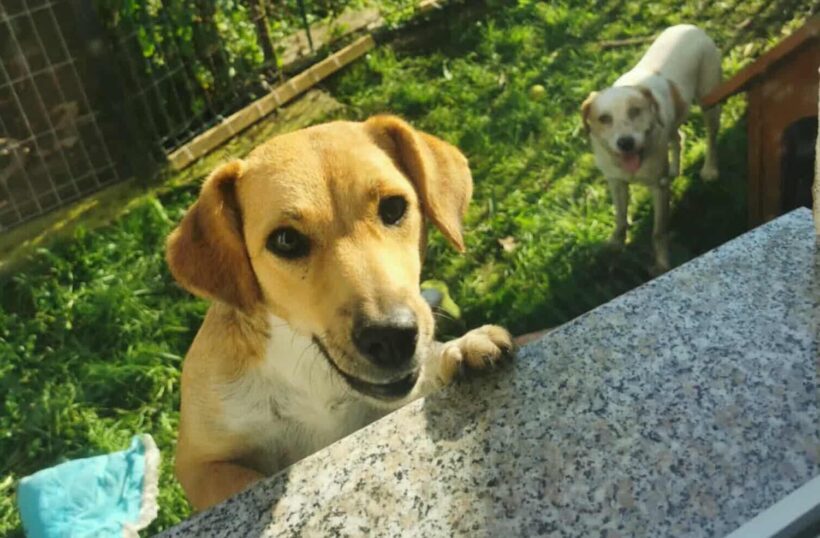 MISS MARPLE MISS MARPLE