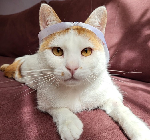 550379490_24995155686749038_1779391876252205600_n