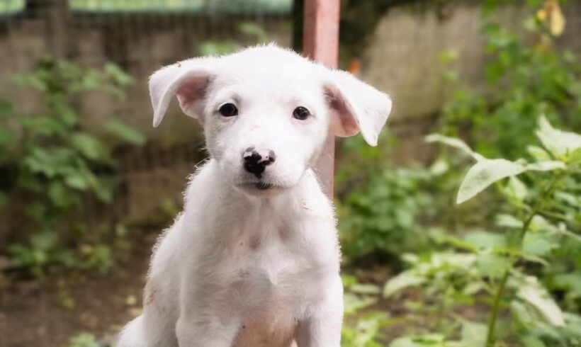 HEDWIG – reserviert