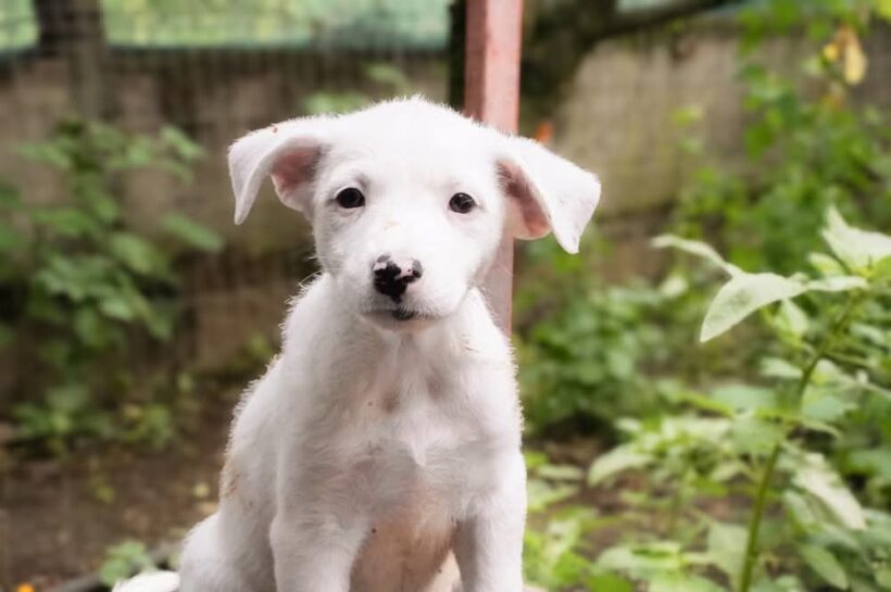 HEDWIG – reserviert