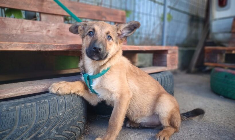 ZALAN – reserviert