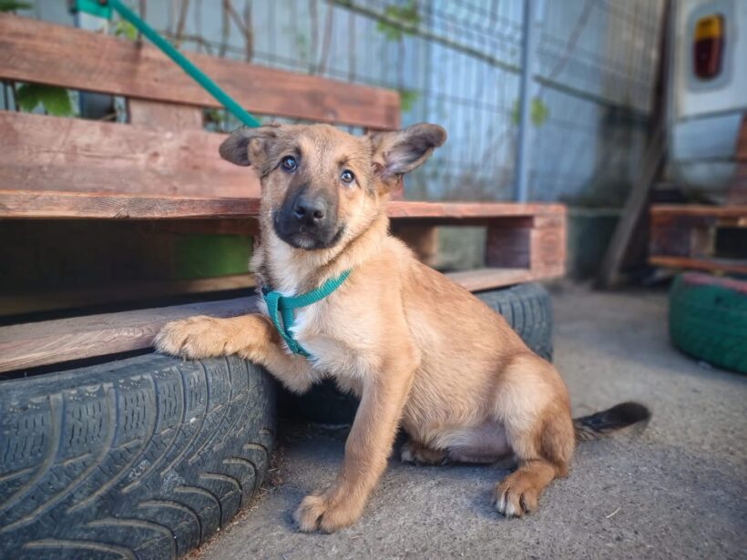 ZALAN – reserviert