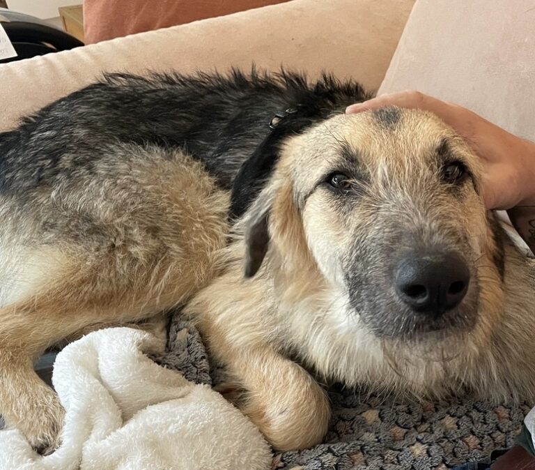 fd2318ad-ae14-4395-9e51-d14e333db1aa