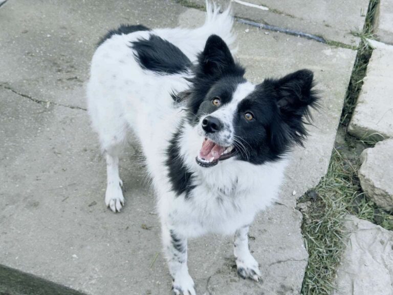 3aa6b496818d4c94b9e11334e9a4d250