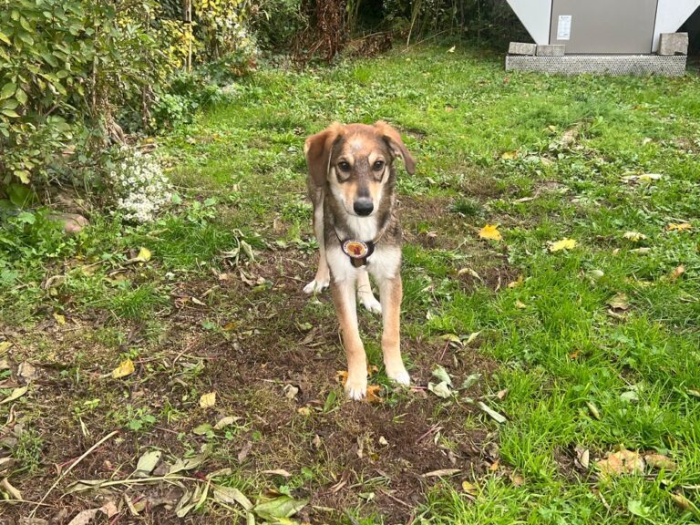 3e5743de-d502-4fcb-aeab-cd312c8b5341