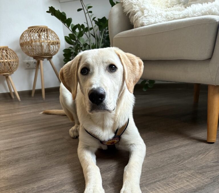 576f7949-58d4-4d9a-abdc-41ce05744c5e