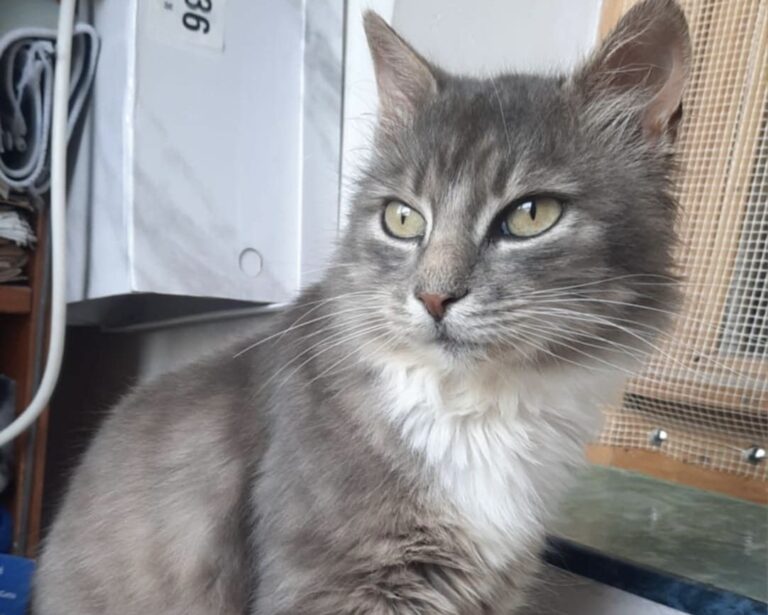 92d4c2d2-5f46-4ea9-a5f1-0d5c8a94a9f4