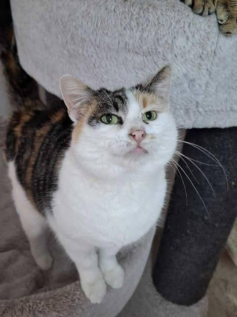 FILICHELLE FILICHELLE