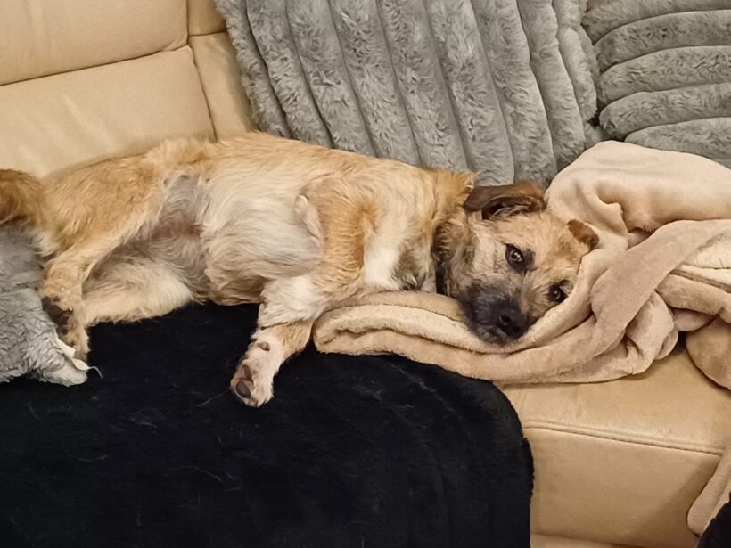 PEBBLES – reserviert