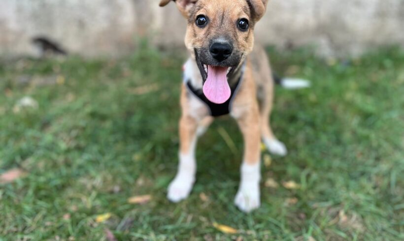 PRINZ CHARMING – reserviert