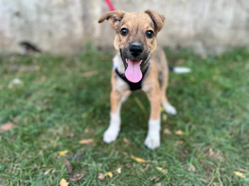 PRINZ CHARMING – reserviert PRINZ CHARMING – reserviert