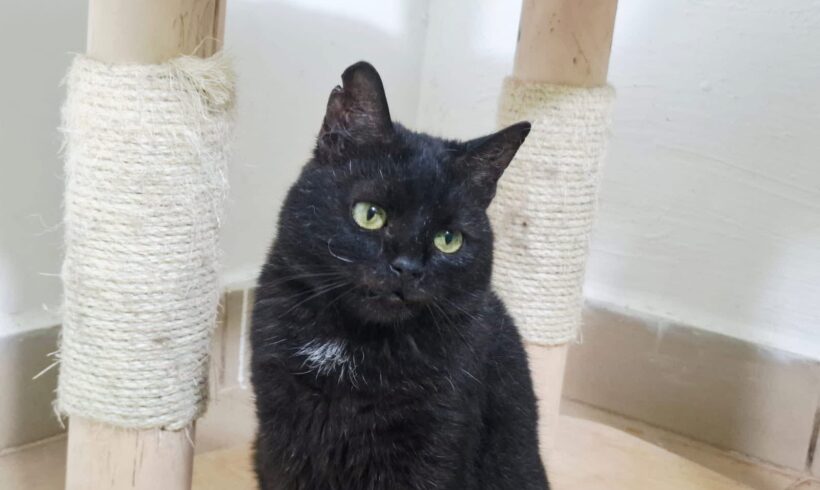 ABRAXAS – FIV positiv