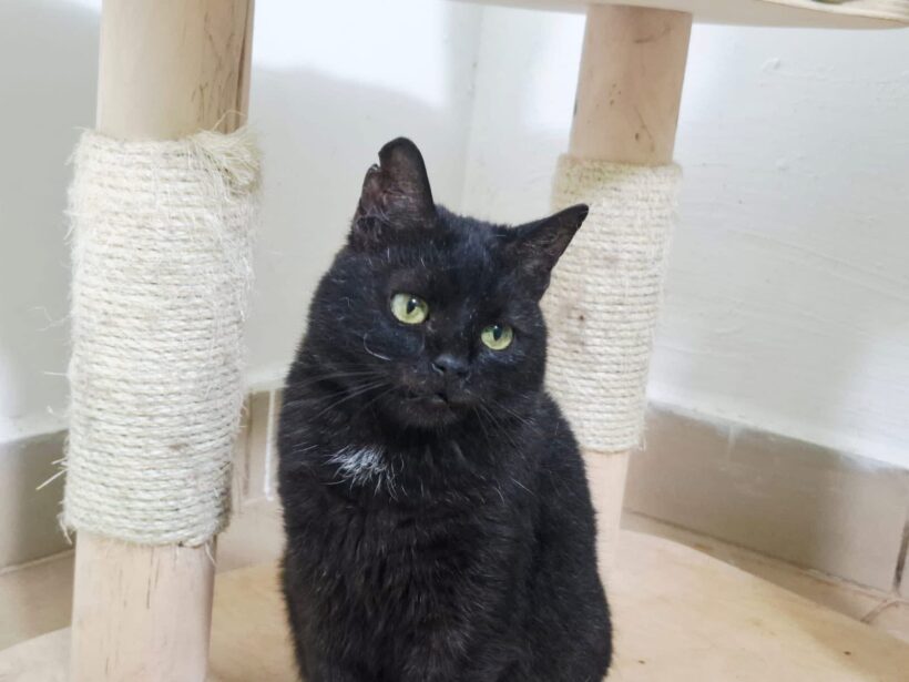 ABRAXAS – FIV positiv