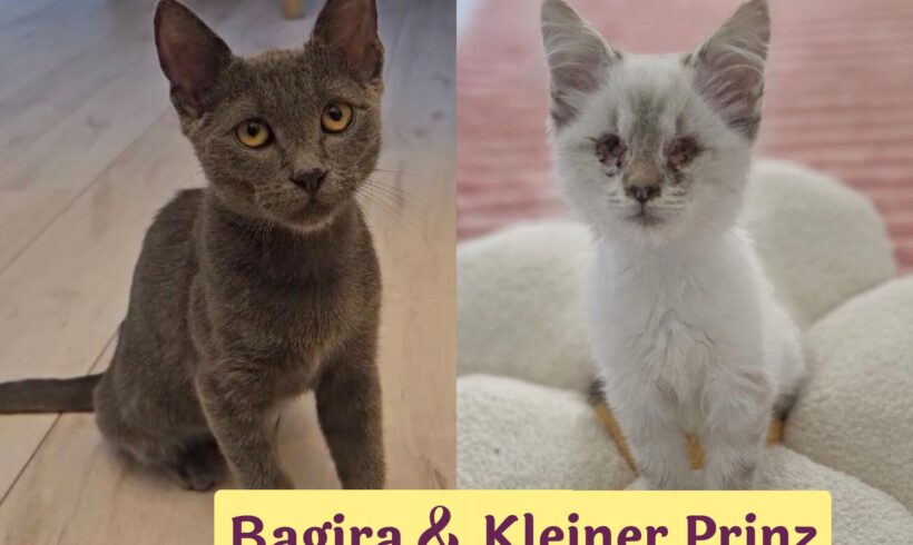 KLEINER PRINZ&BAGIRA